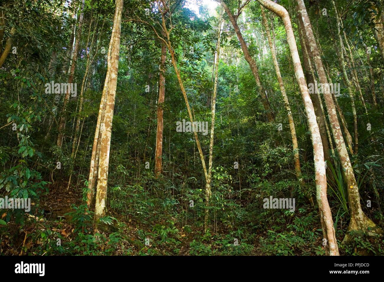 Malaysia Taman Negara National Park Tall Trees In