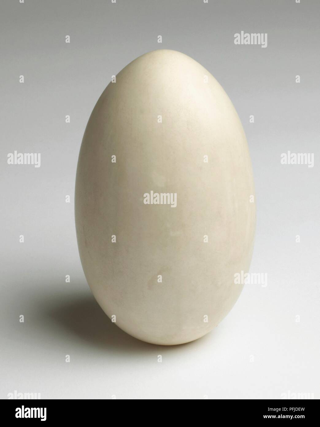 Smooth white Kiwi egg Stock Photo
