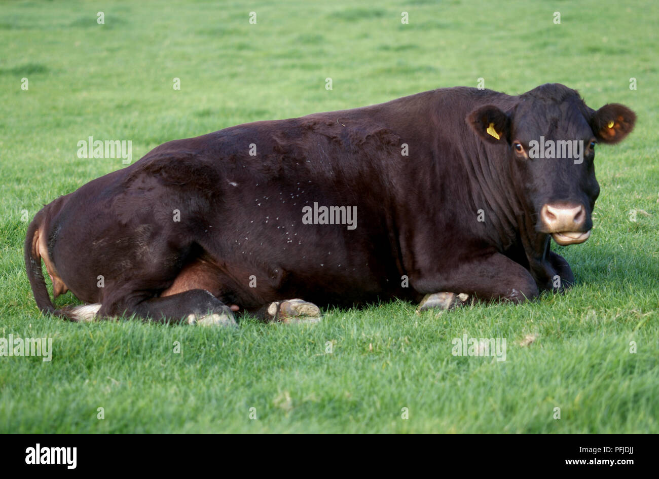 Brown cow lying down in field, close-up, looking at camera Stock Photo ...