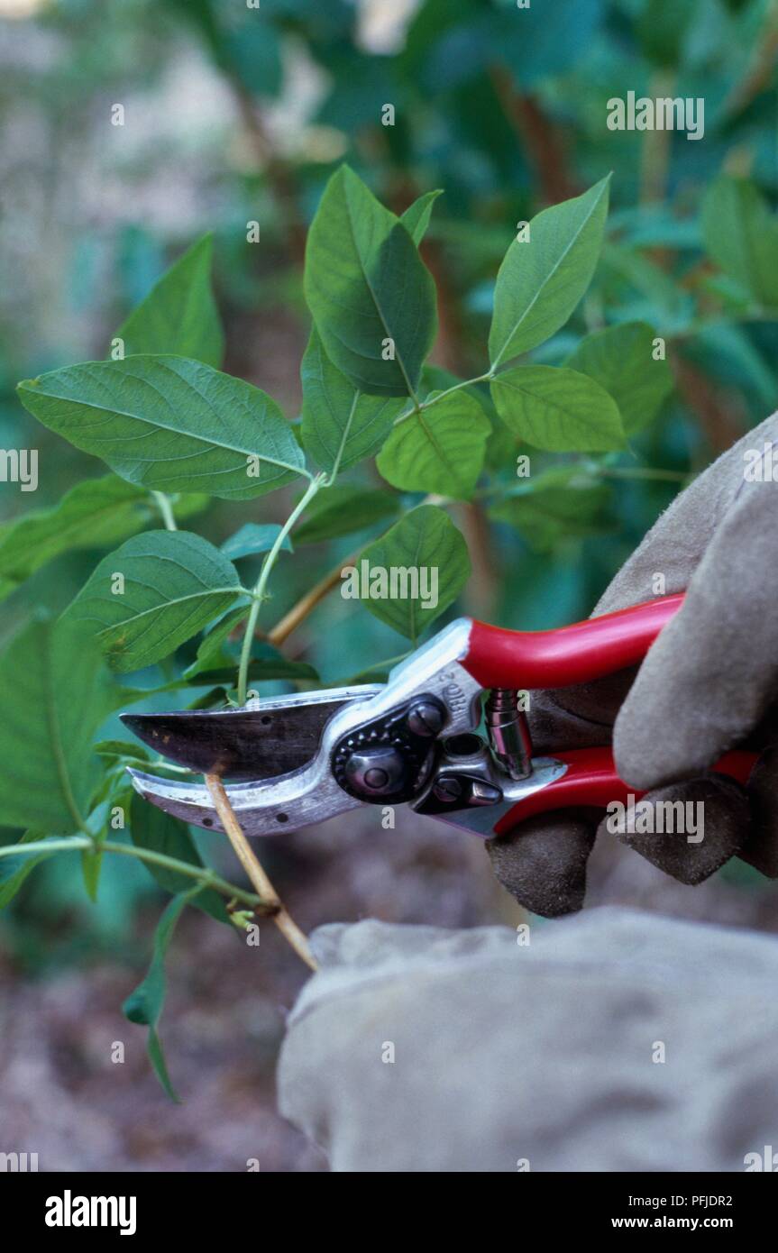 Pruning winter honeysuckle hires stock photography and images Alamy