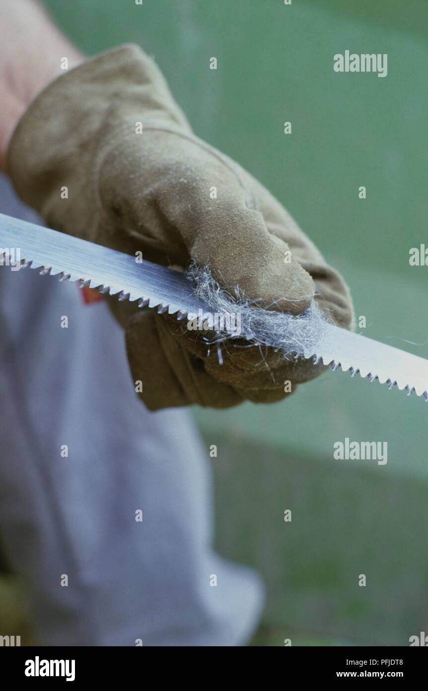 Wearing leather gardening gloves to clean pruning saw with wire wool