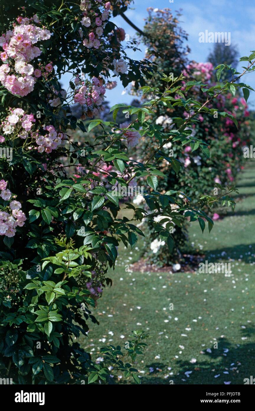 Rosa (rambling rose) with pink roses growing in formal garden Stock ...