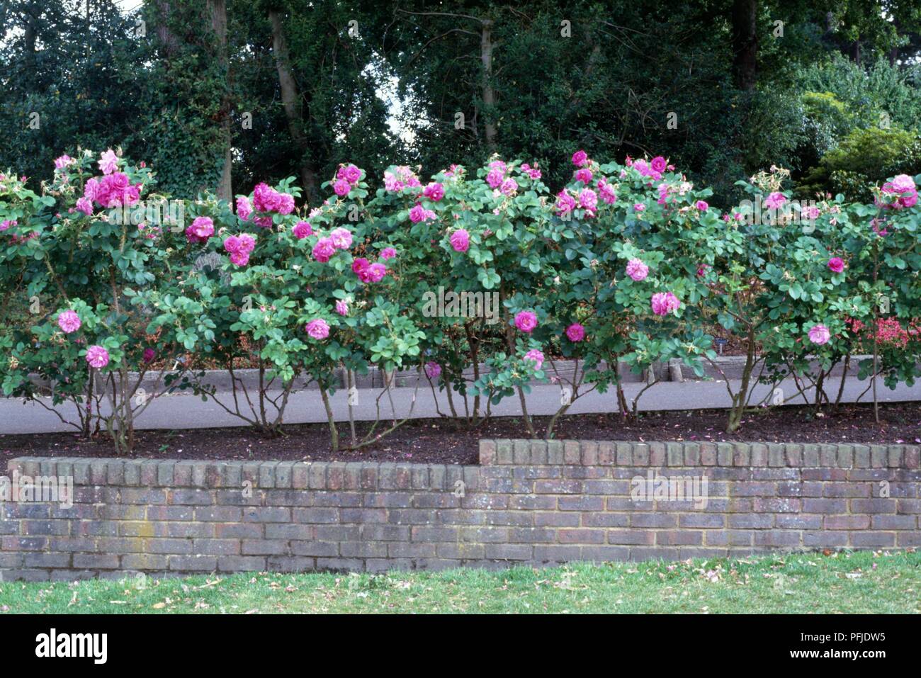 Flowering hedge of Rosa rugosa with dark pink flowers and green leaves growing in row next to low brick wall Stock Photo
