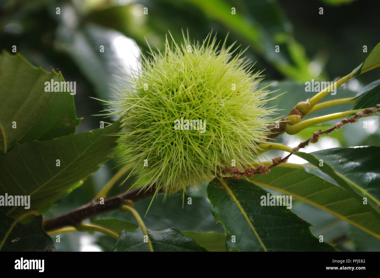 Chestnut tree leaves hi-res stock photography and images - Alamy