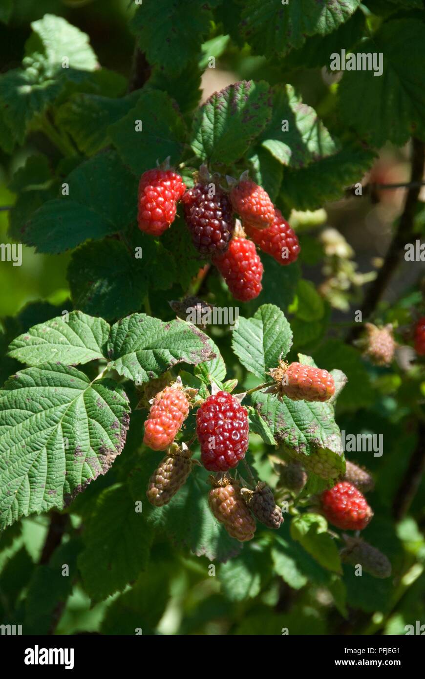 Tayberries on shrub, close-up Stock Photo