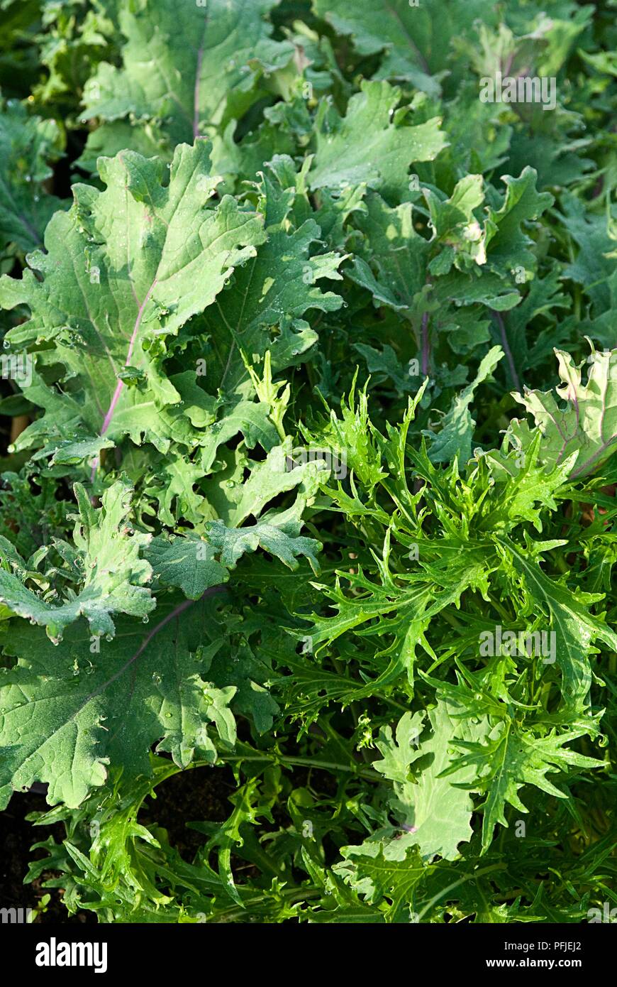 Mizuna and Kale 'Red Russian' leaves, close-up Stock Photo