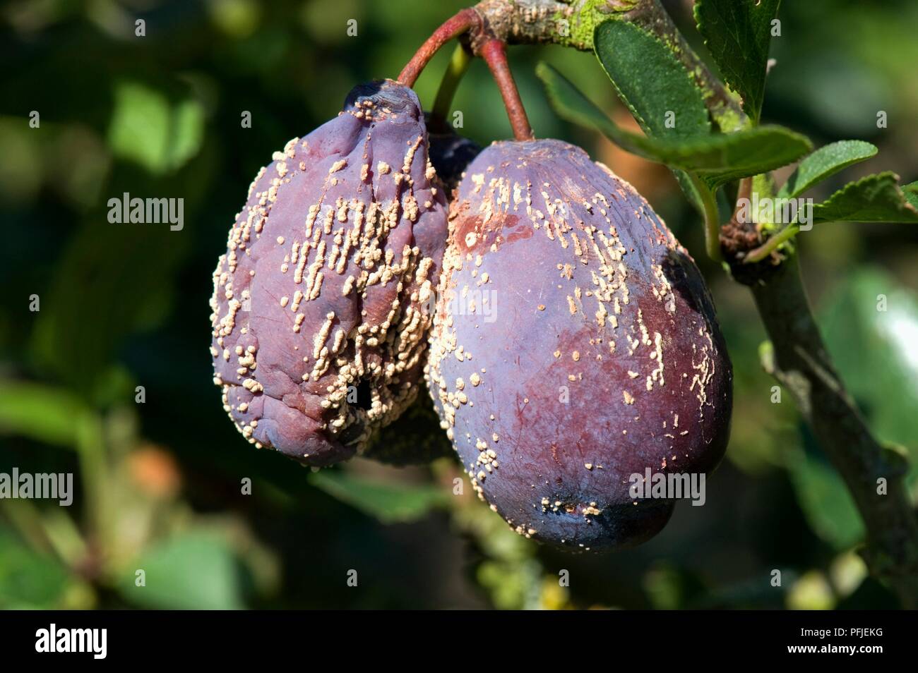 Plums damaged by brown rot Stock Photo