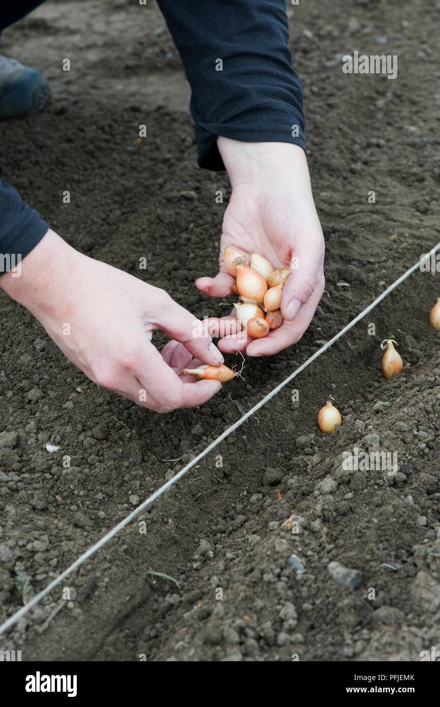 На каком расстоянии сажать луковицы