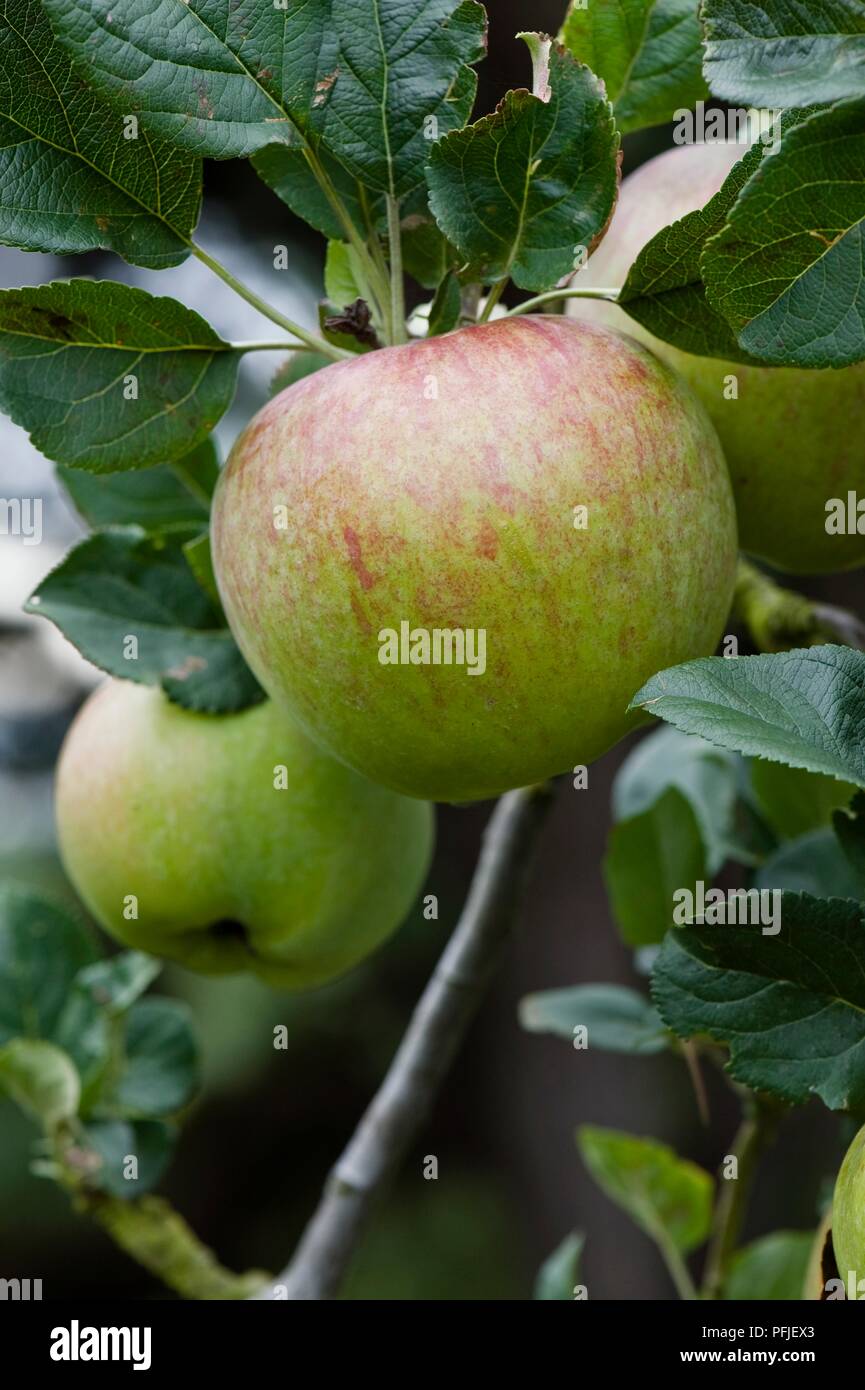 Apples 'Howgate Wonder' on branch, close-up Stock Photo