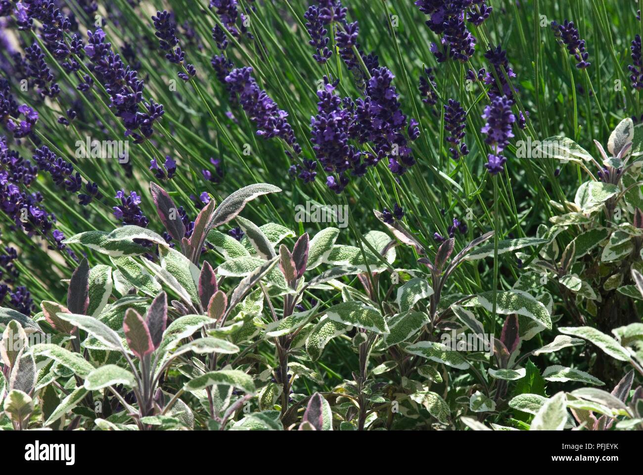 buy snake plant online canada Order Mother In Law Tongue Snake Plant Canada