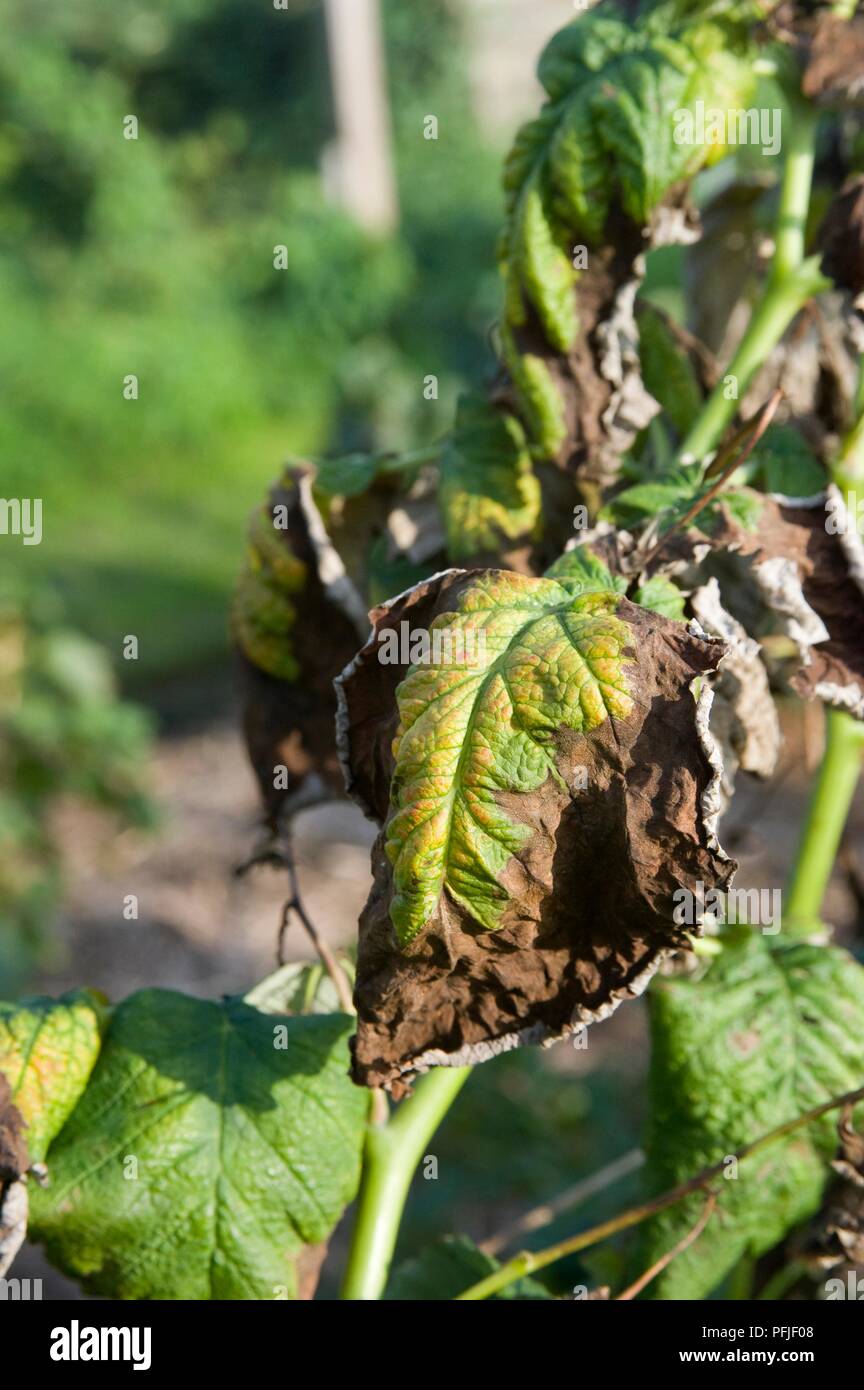 Raspberry leaves affected by potassium deficiency, close-up Stock Photo