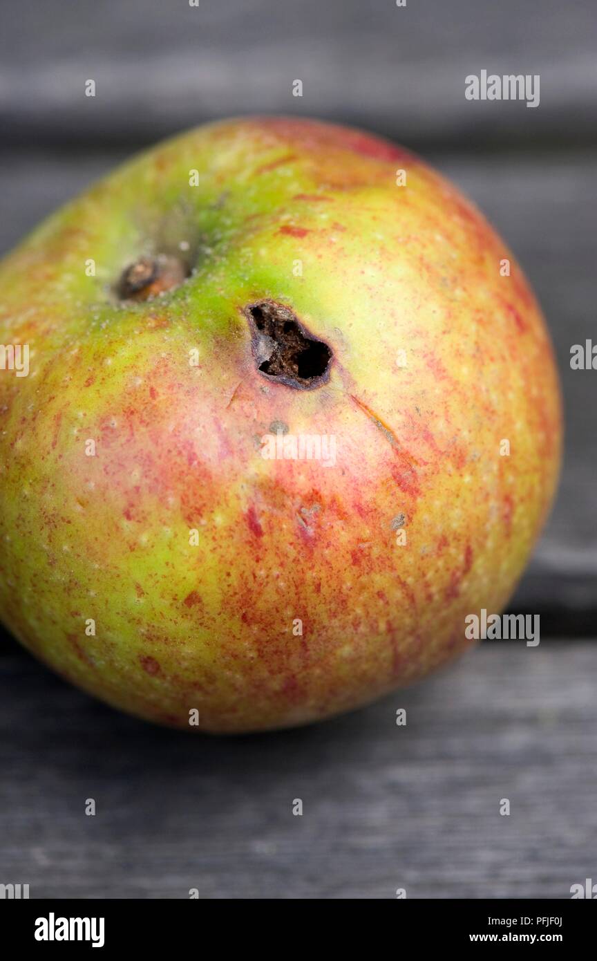 Hole in apple, close-up Stock Photo