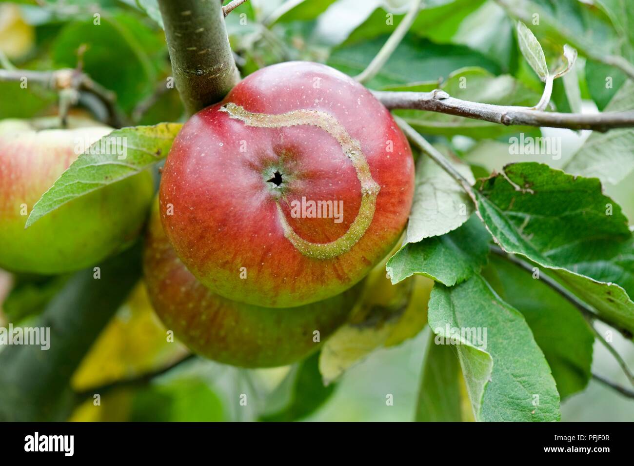 Apple damaged by sawfly, close-up Stock Photo