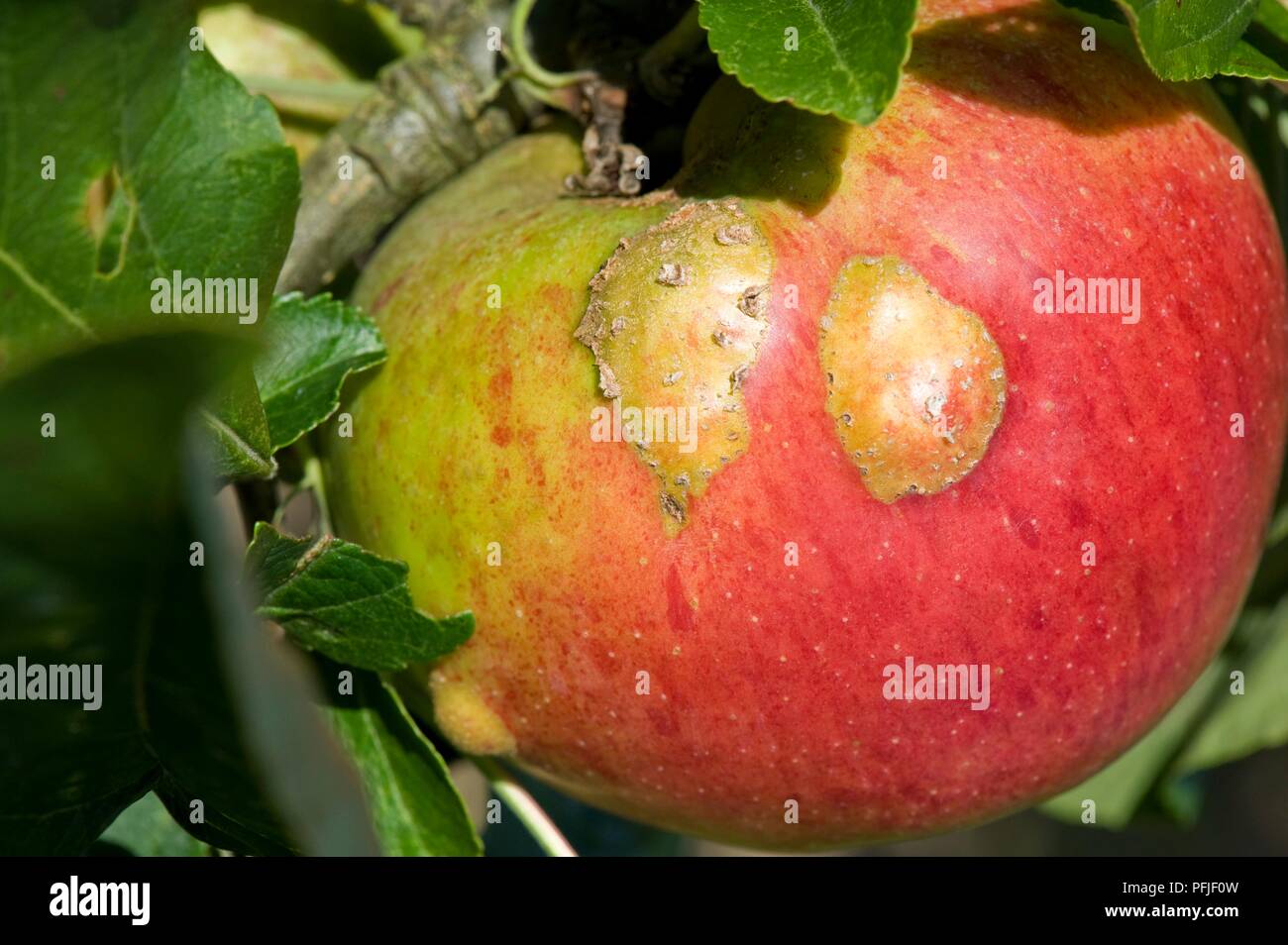 Apple infected by apple capsid, close-up Stock Photo