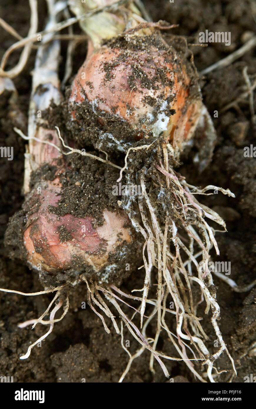 Shallots damaged by onion white rot, close-up Stock Photo