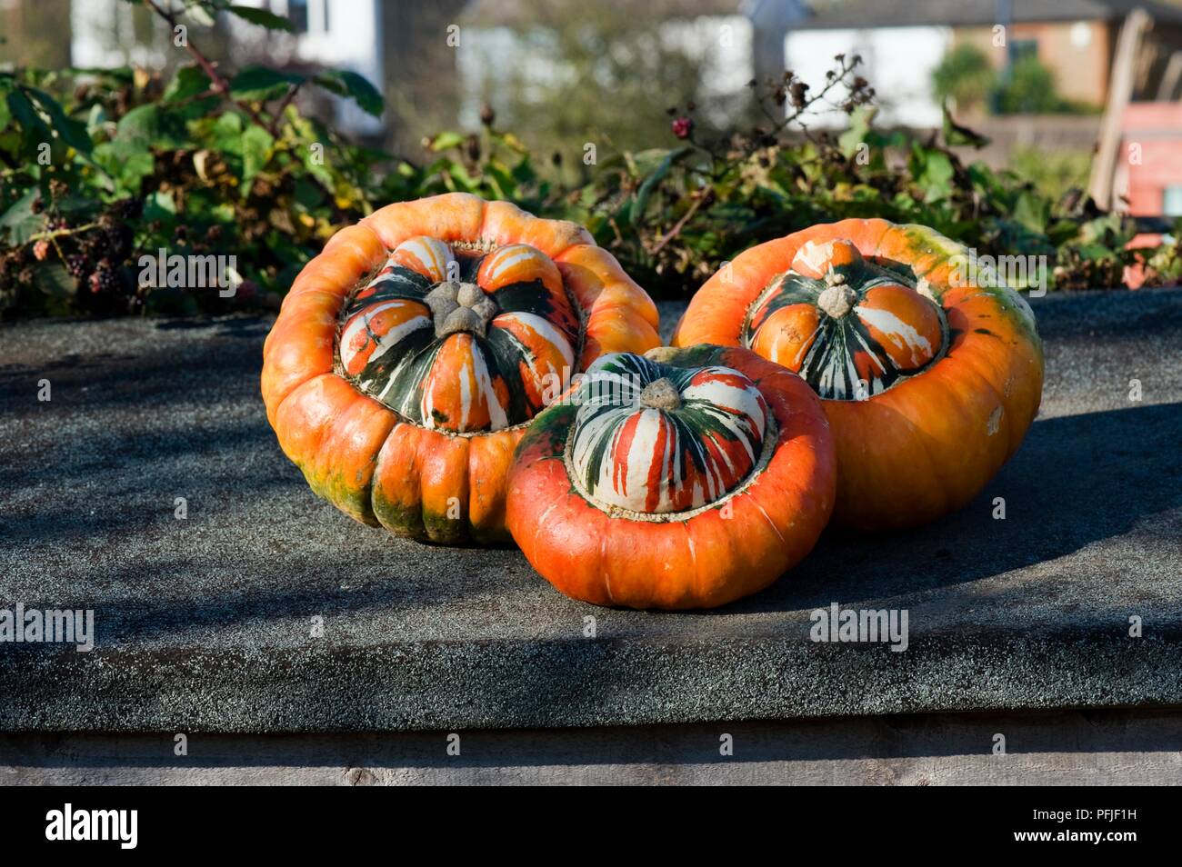 Тыква под. Тыква под. Тыква крупноплодная хэллоуин. Красивая тыква. Тыква.
