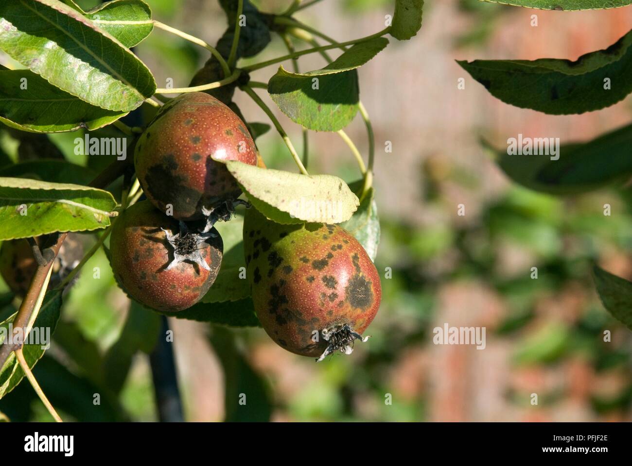 Pears infected with pear scab, close-up Stock Photo