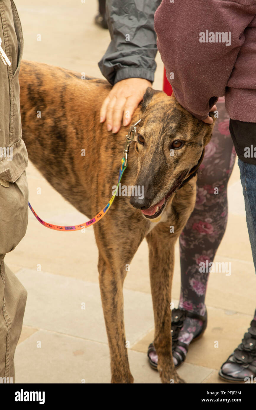 Black and brown Greyhound Dog being stroked in a street of York, North