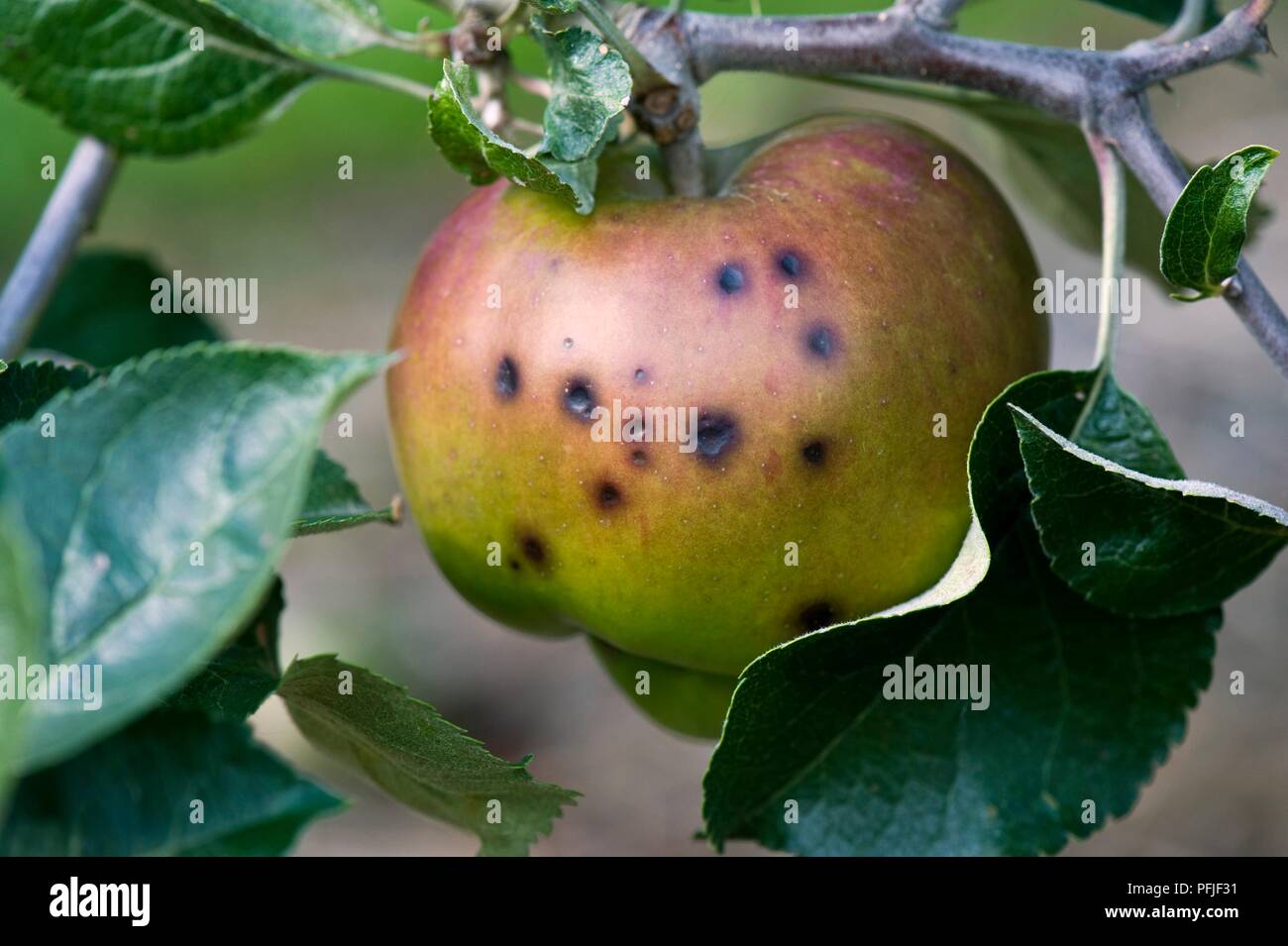 Apple infested with bitter pit, close-up Stock Photo