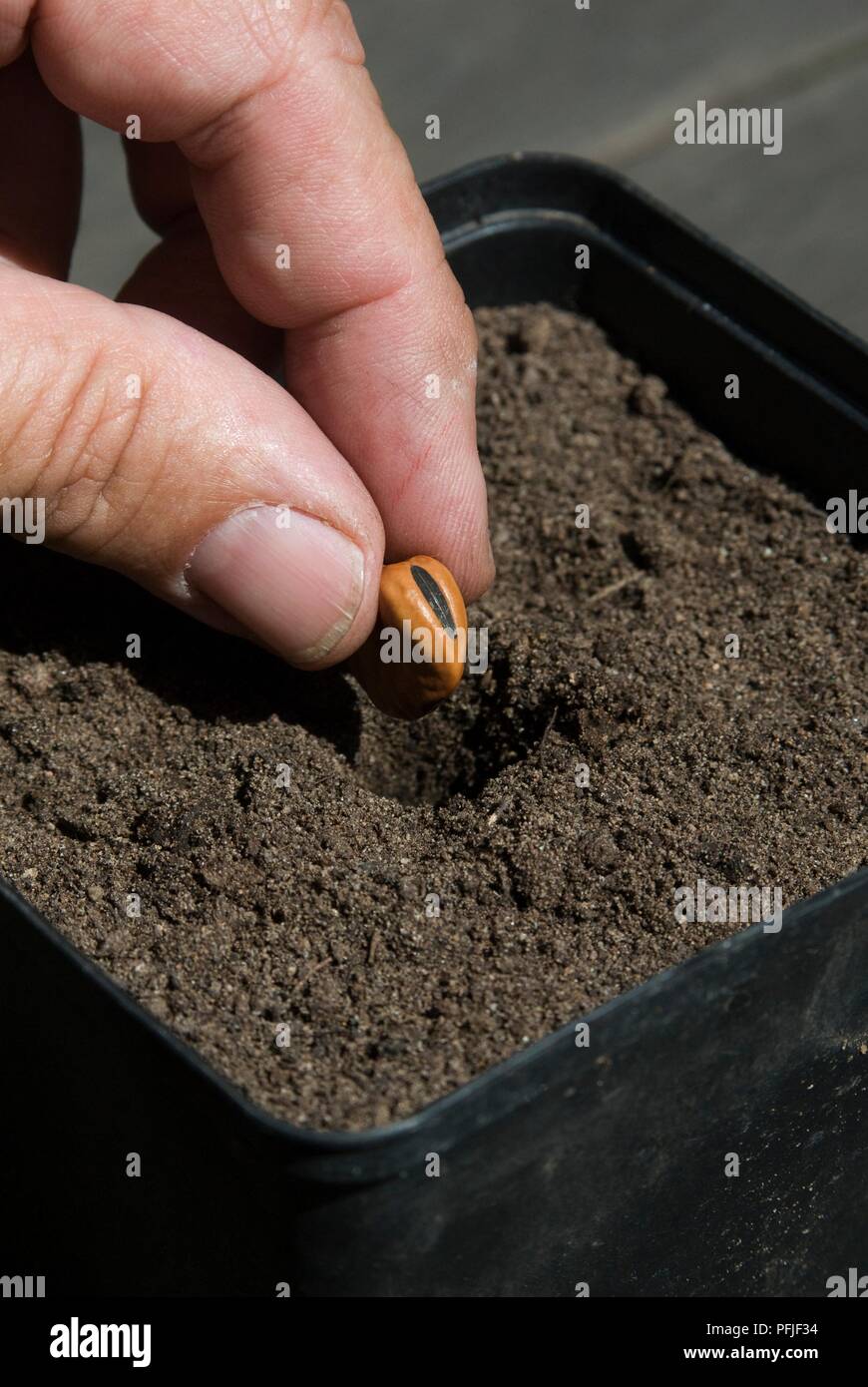 Hand sowing broad bean seed in pot, close-up Stock Photo - Alamy