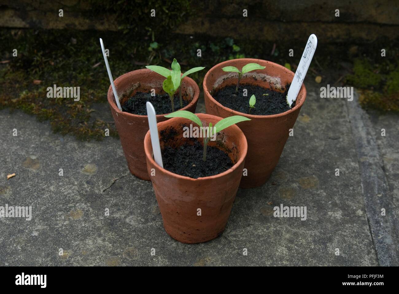 Aubergine seedlings hires stock photography and images Alamy