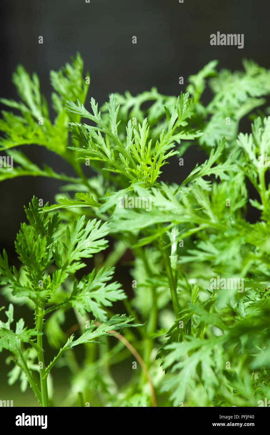 Chop suey greens hi-res stock photography and images - Alamy