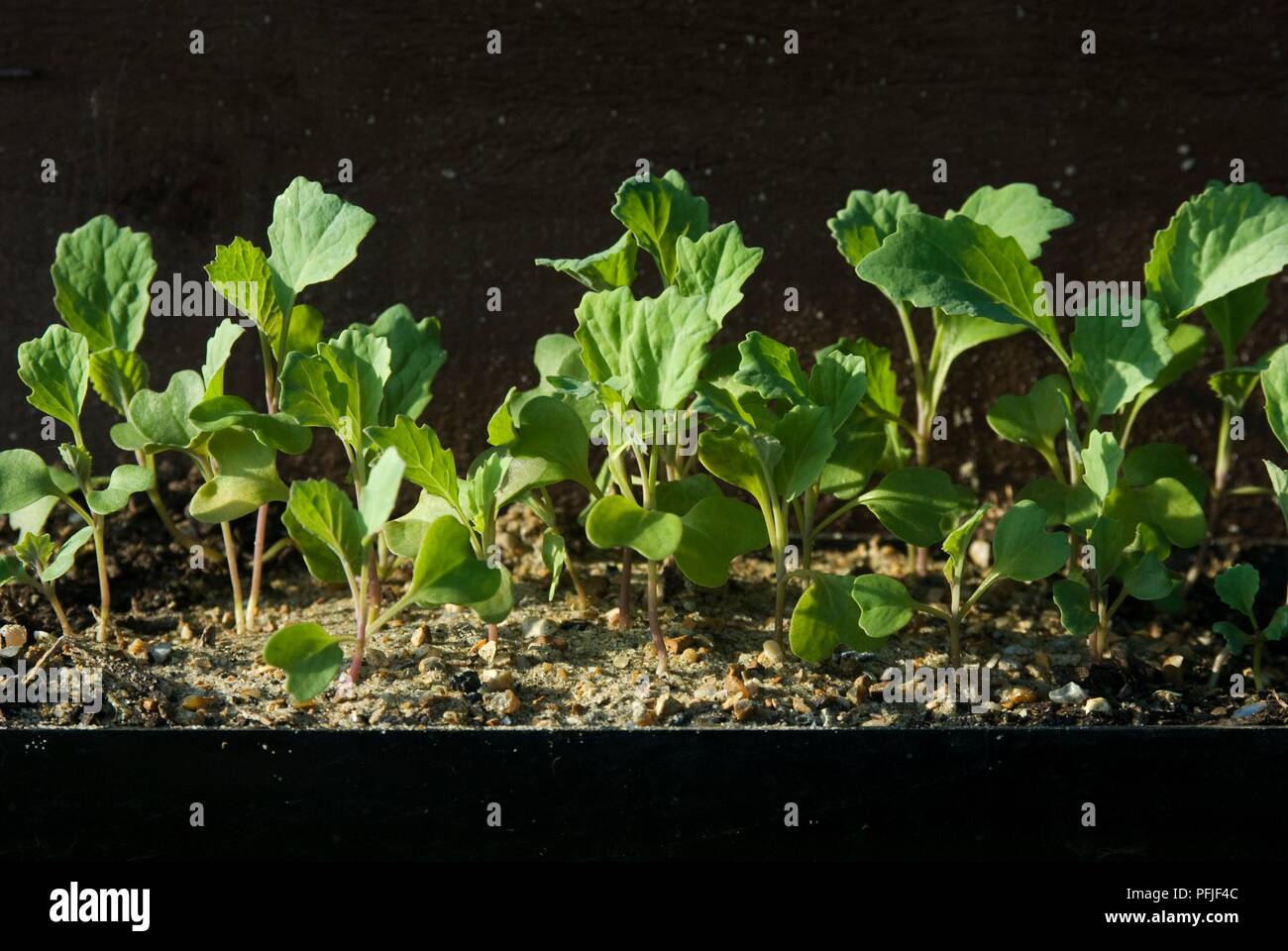 Savoy cabbage seedlings planted in gutter Stock Photo Alamy