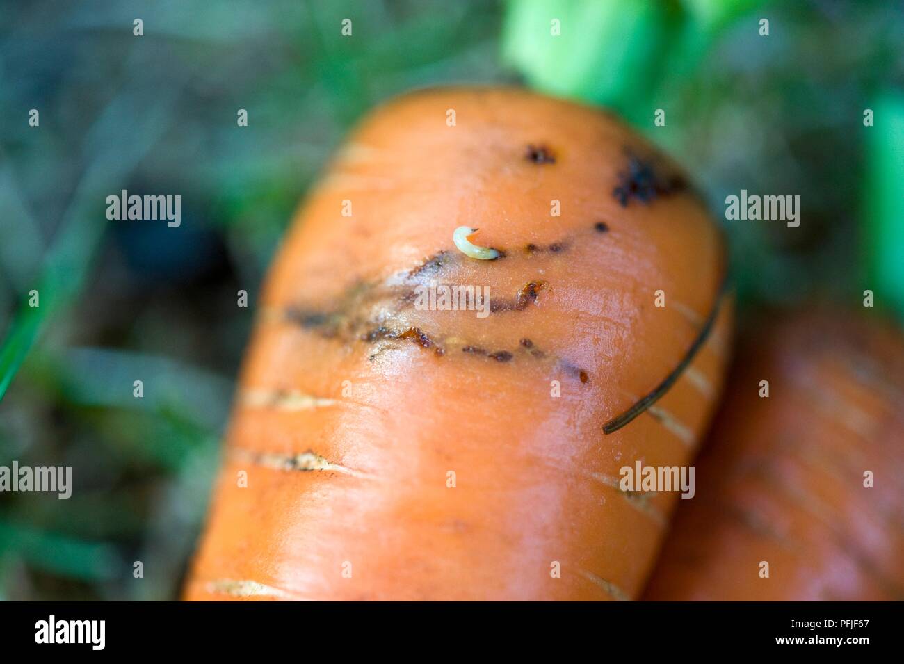 Carrot infested with carrot fly, close-up Stock Photo