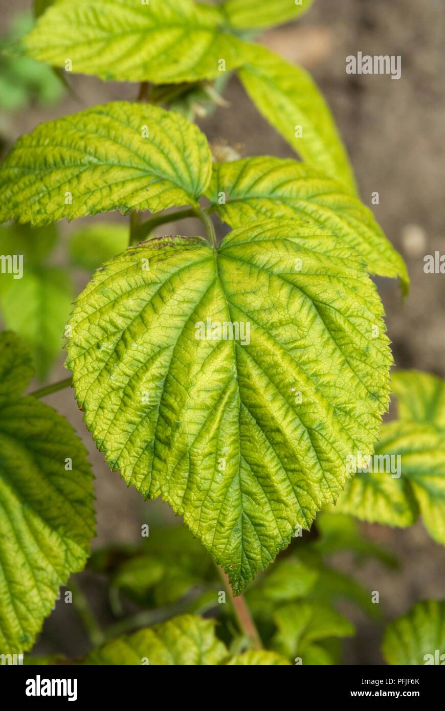 Iron deficiency plant hires stock photography and images Alamy