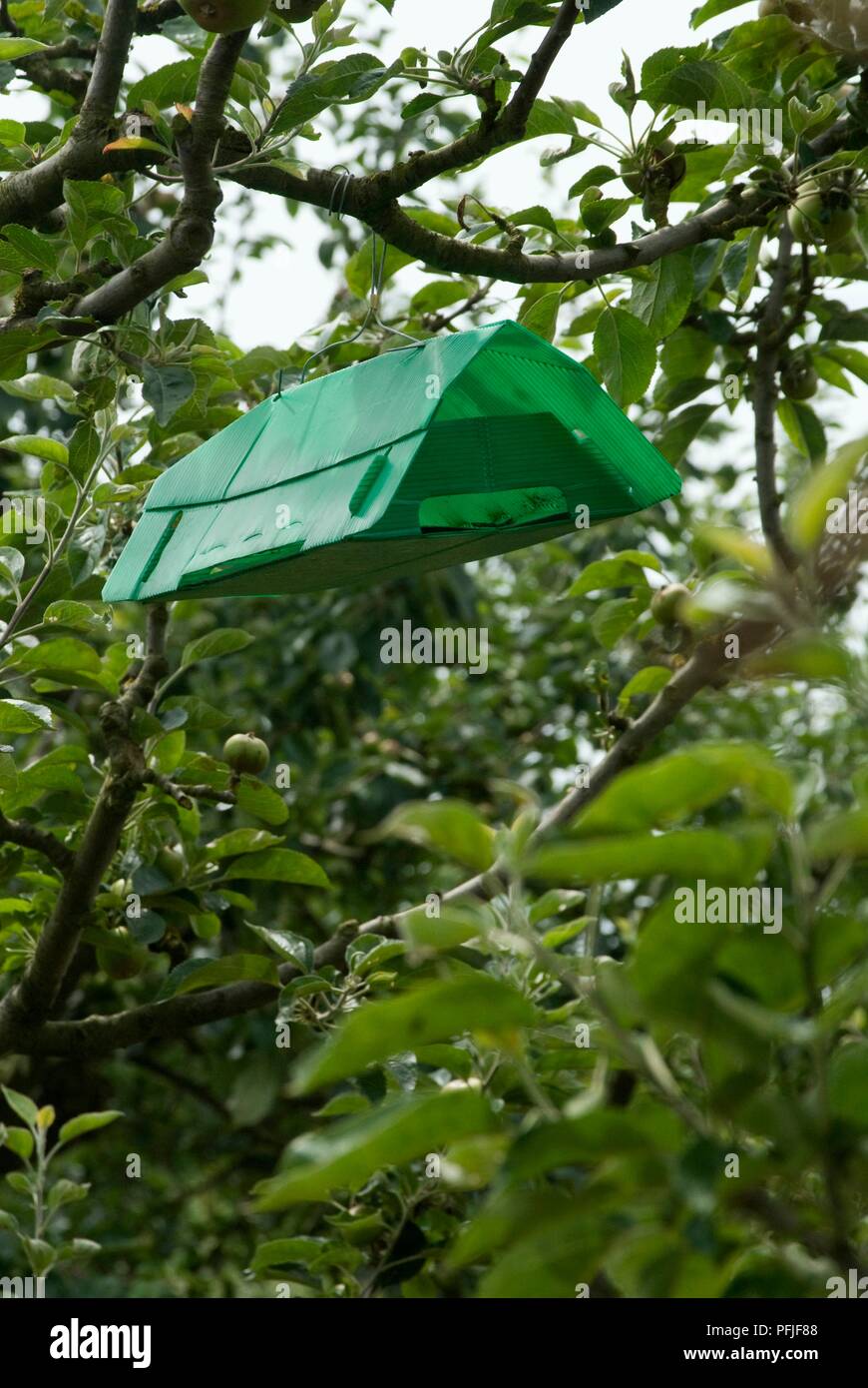 Codling moth trap in apple tree, closeup Stock Photo Alamy