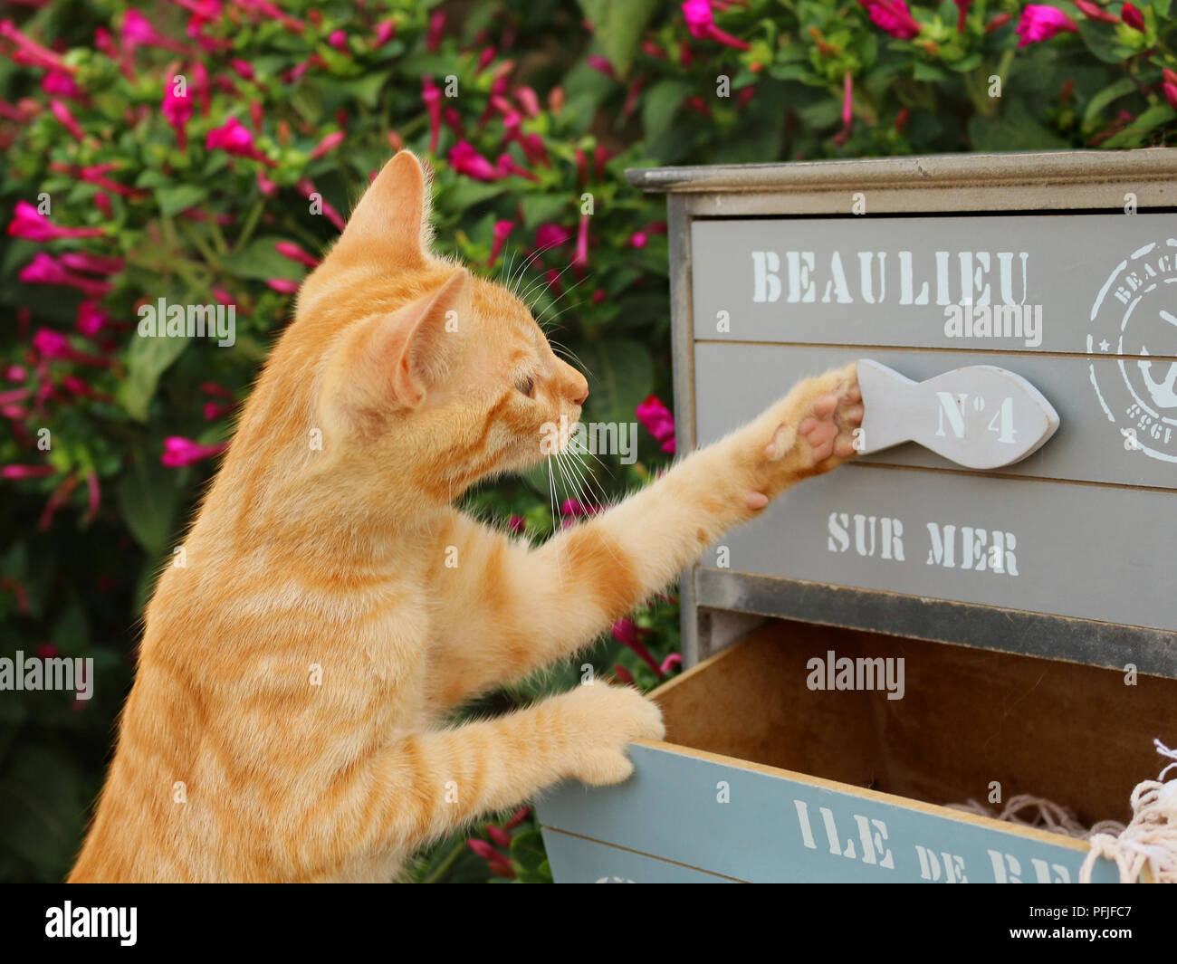 Domestic cat, ginger, opens a drawer of a cabinte Stock Photo