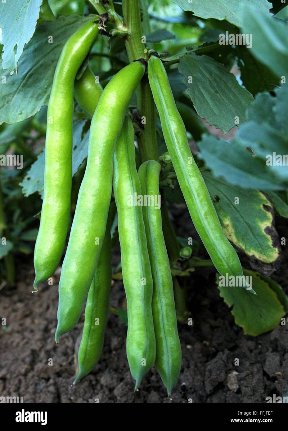 Broad bean pods on stem, close-up Stock Photo - Alamy