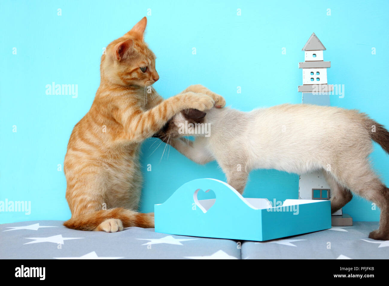 two kittens, ginger and siamese, playing Stock Photo