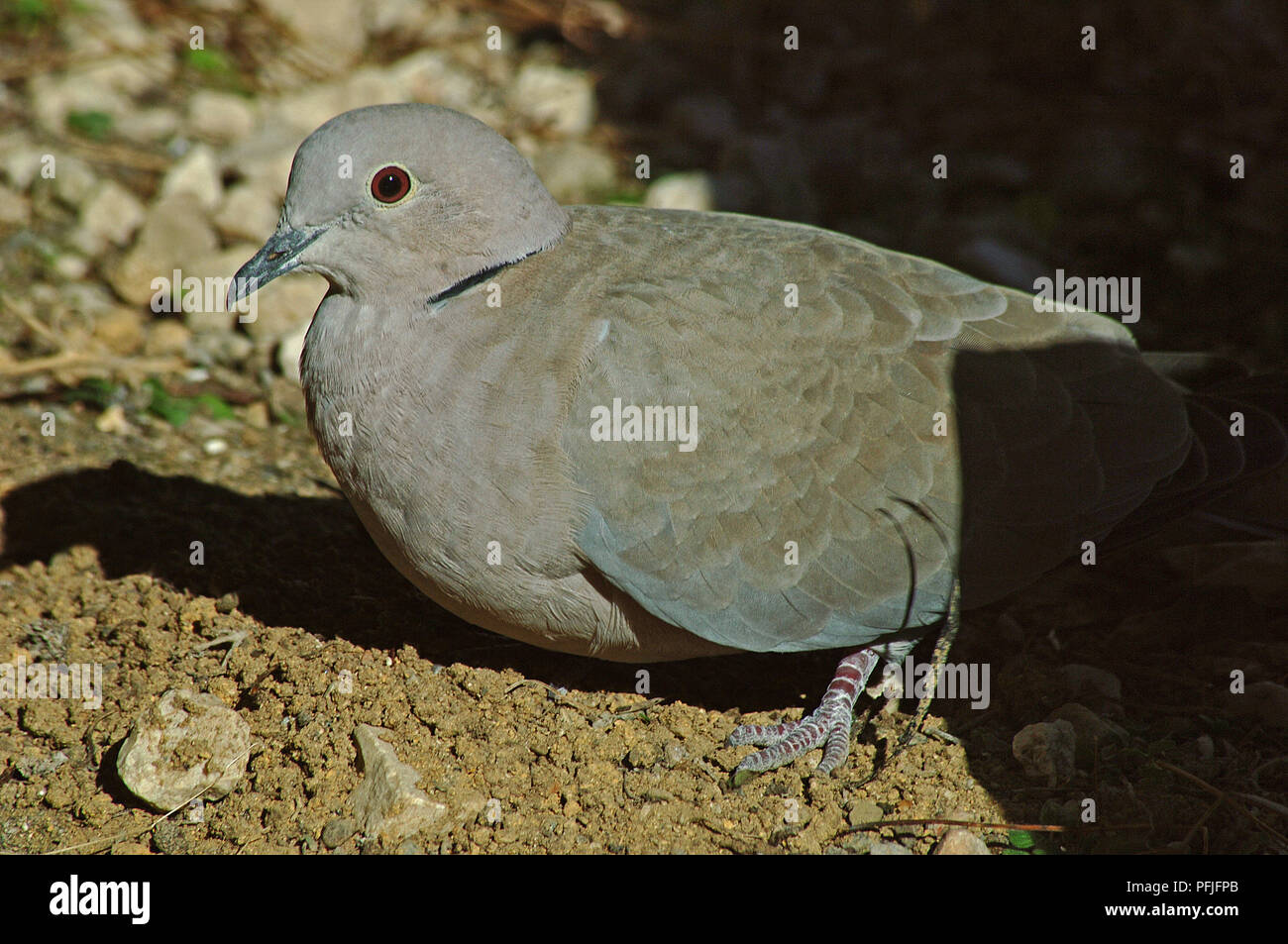 Eurasian collared dove (Streptopelia decaocto). Southern Spain. Europe Stock Photo