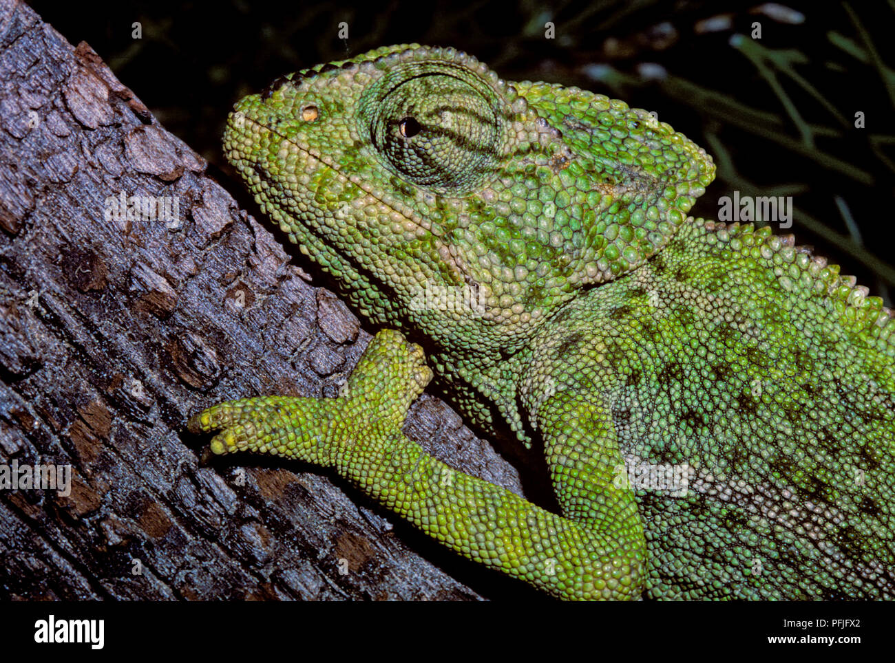 Common Chameleon or Mediterranean Chameleon (Chamaeleo chamaeleon) on a pine branch. Southern Spain. Europe. Stock Photo