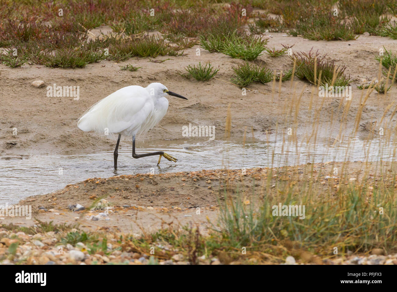 Little egret (Egretta garzetta) pure white black billed wader now common in UK. Europes most widespread white heron with black legs and yellow feet. Stock Photo