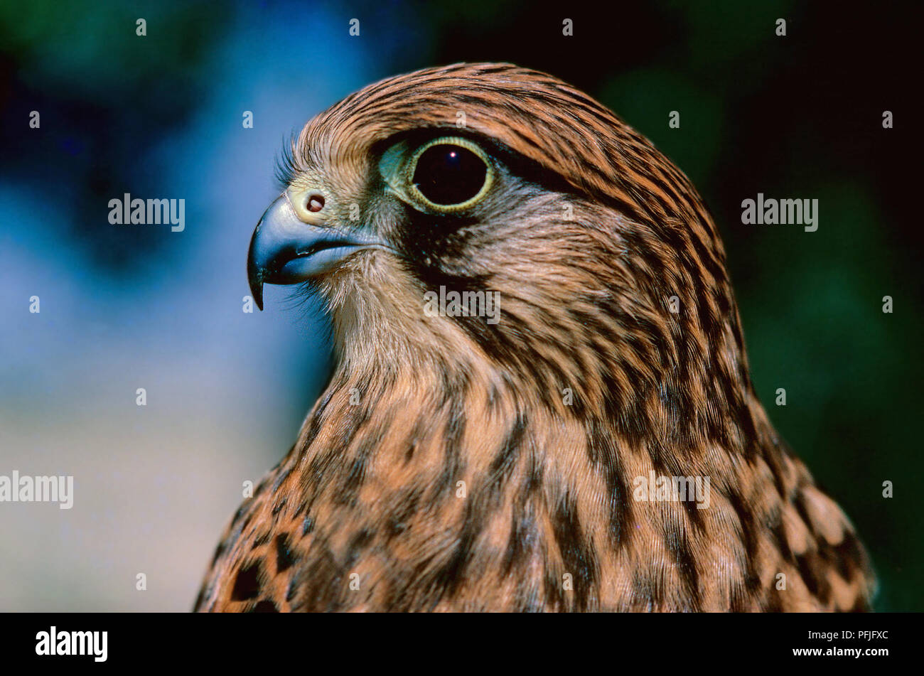 Common krestel (Falco tinnunculus), also know as European krestel, Eurasian krestel or Old World krestel. Southern Spain. Europe. Stock Photo