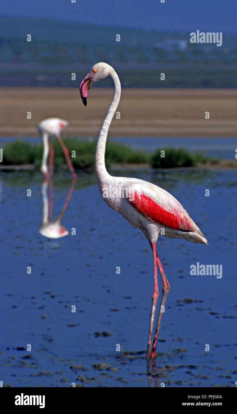 Pink flamingos (Phoenicopterus ruber roseus) in the Lagoon of Fuente de Piedra Nature Reserve. Malaga province. Region of Andalusia. Spain. Europe. Stock Photo