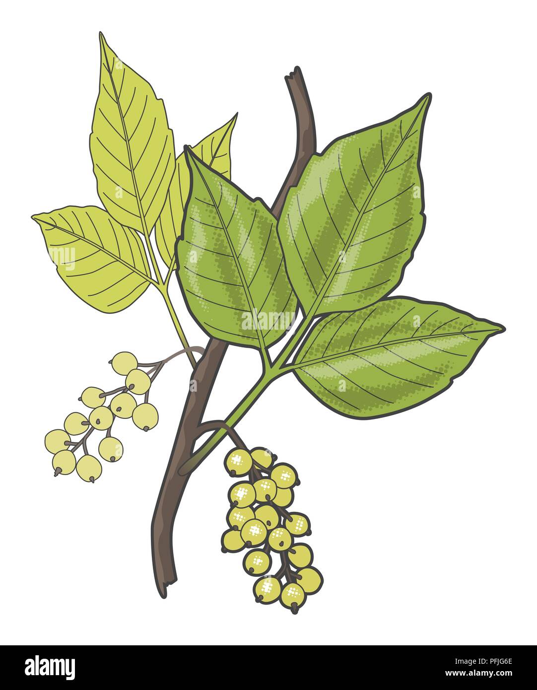 Digital illustration of Toxicodendron radicans (Poison ivy), green leaves and berries on stem Stock Photo