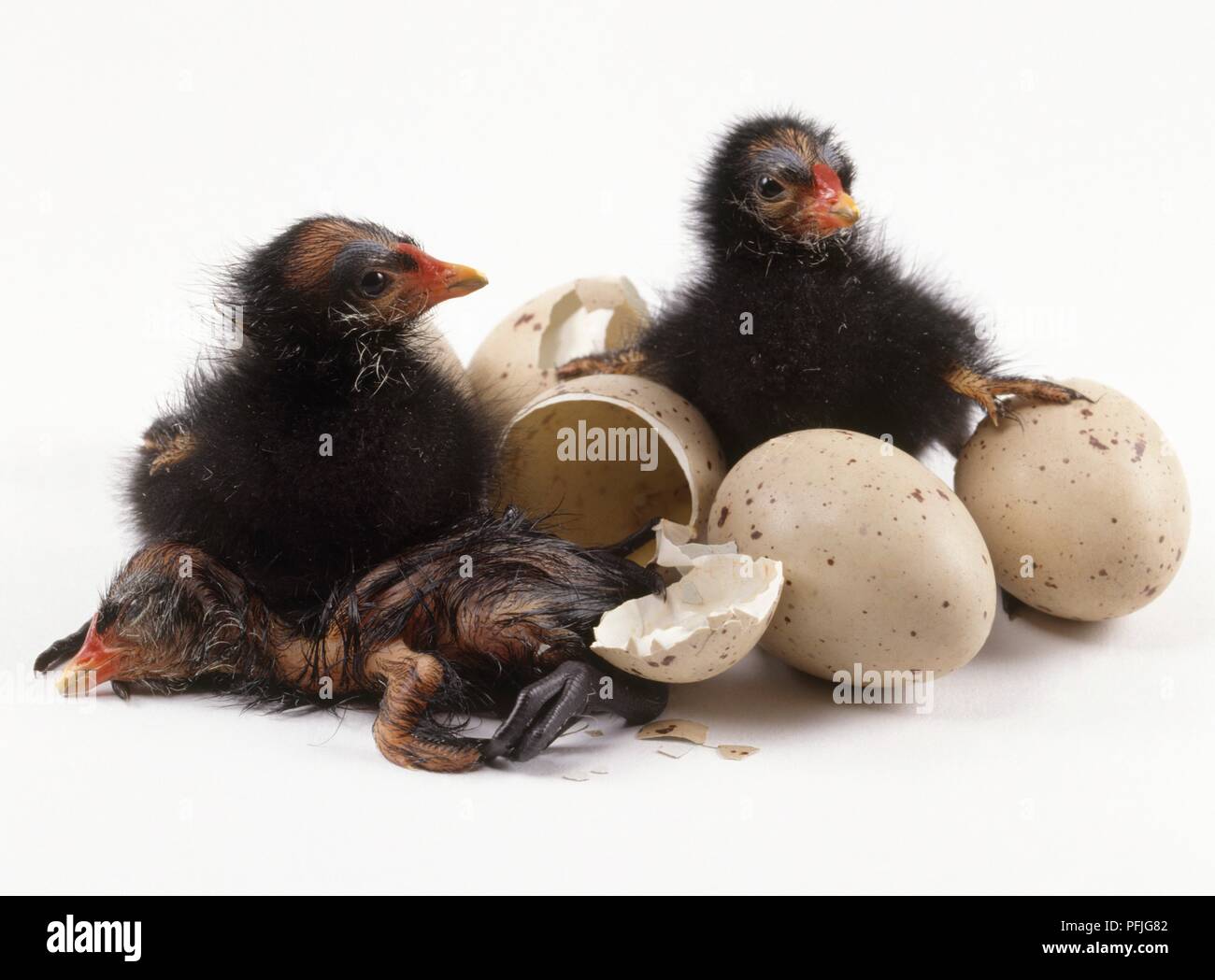 Moorhen chicks with eggs and egg shells Stock Photo