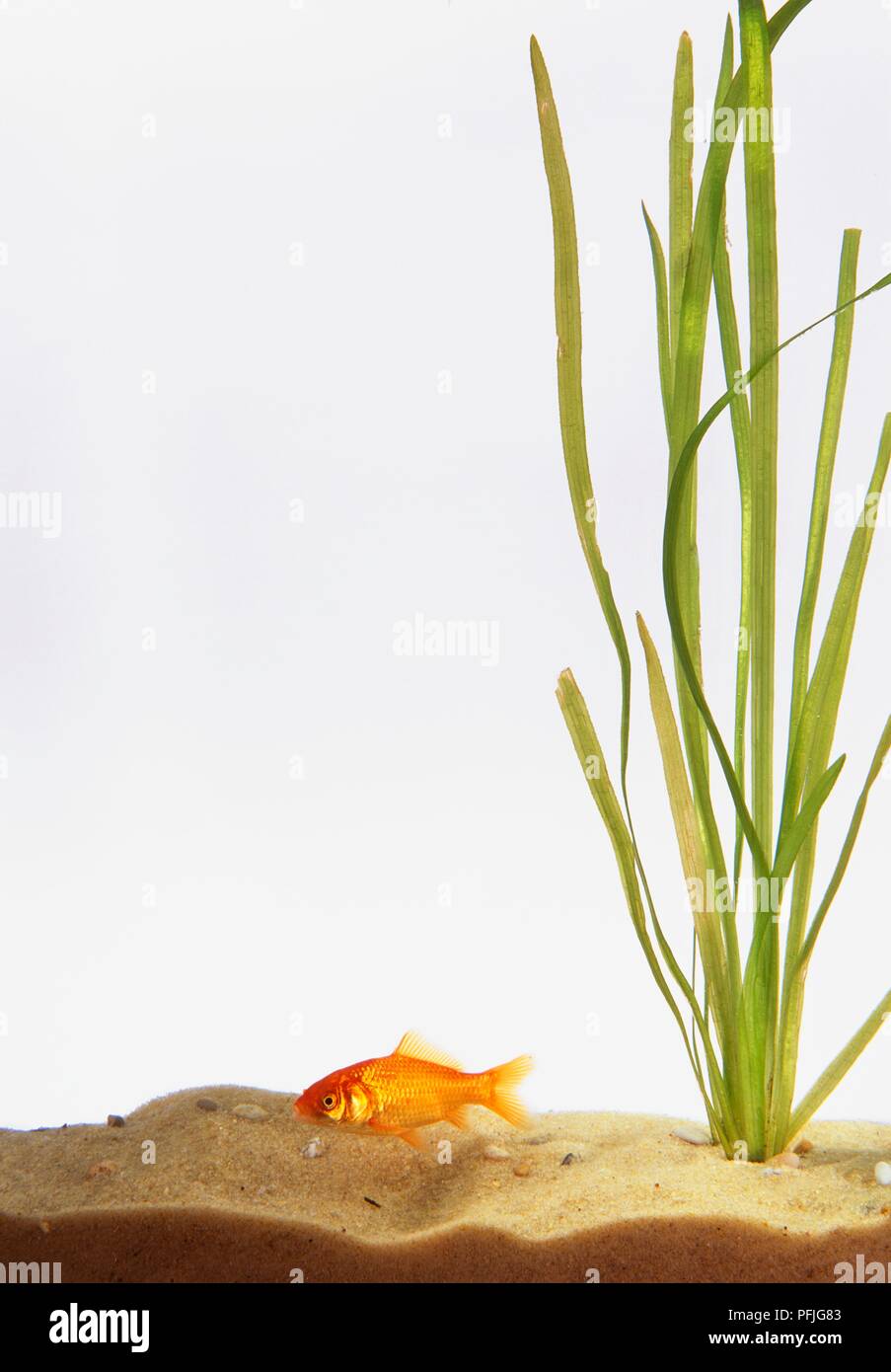 Goldfish swimming near bottom Stock Photo