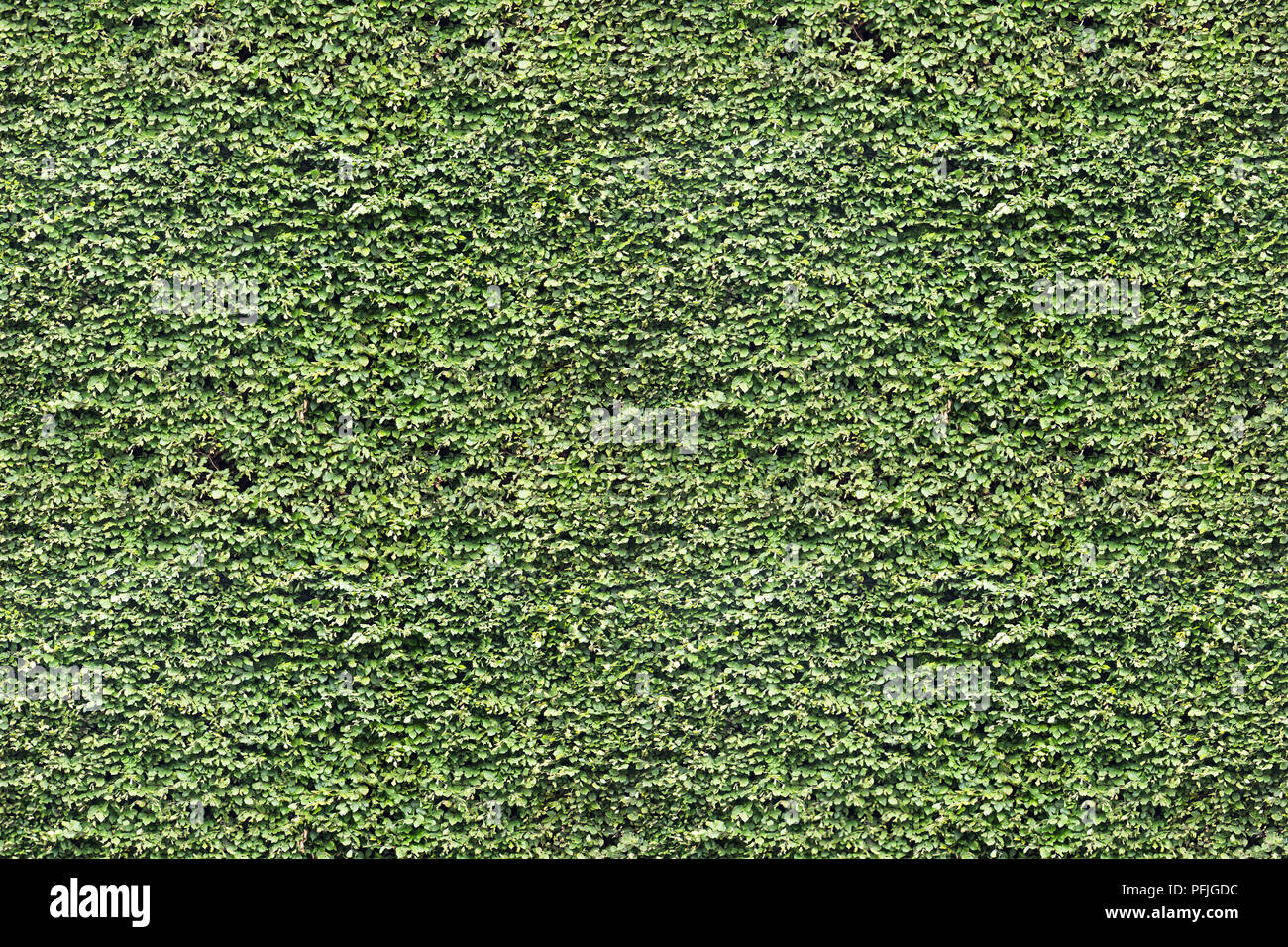 Green leaf wall. Seamless Endless pattern Stock Photo