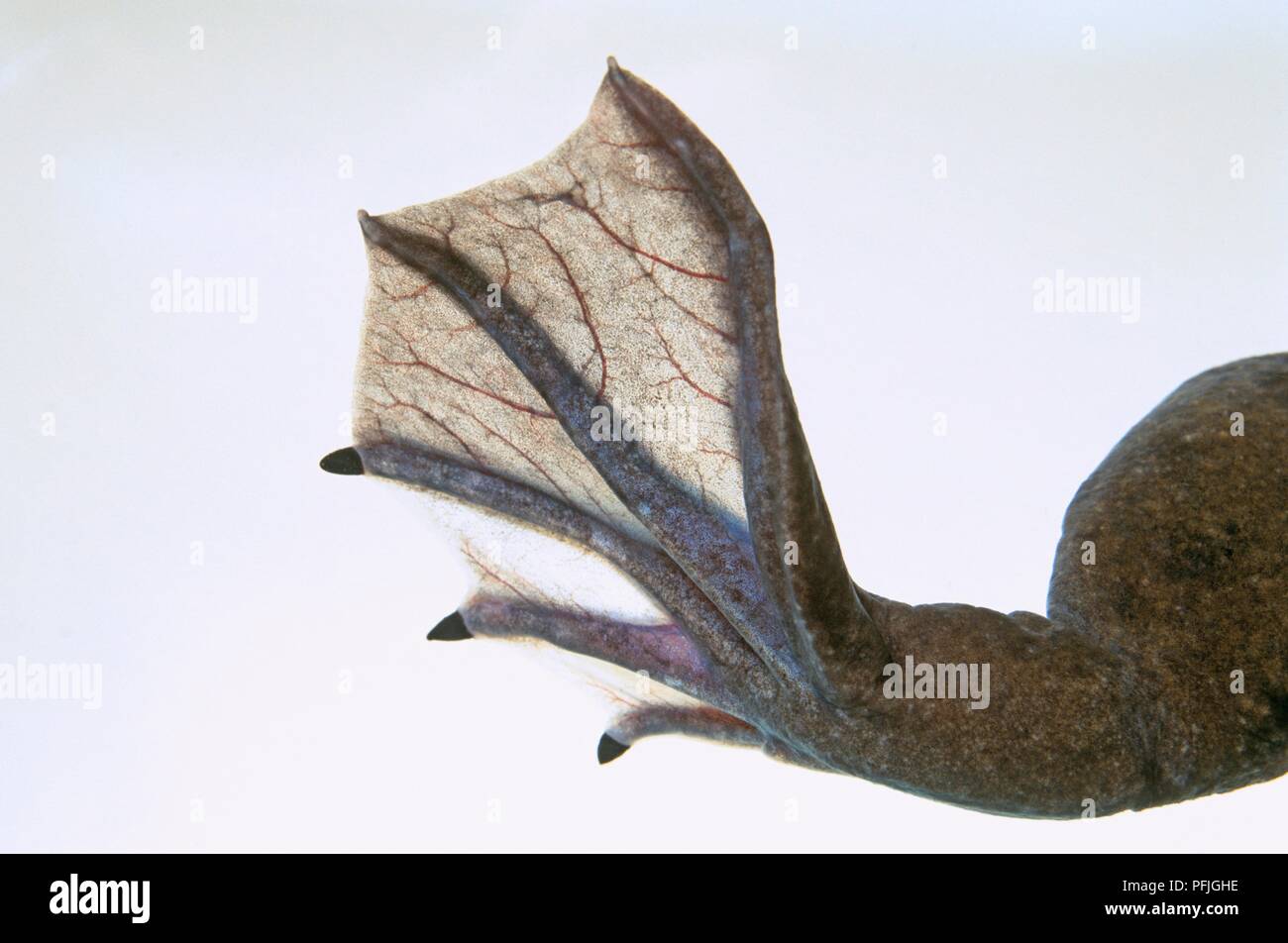 Foot of aquatic frog (Xenopus sp.), close-up Stock Photo