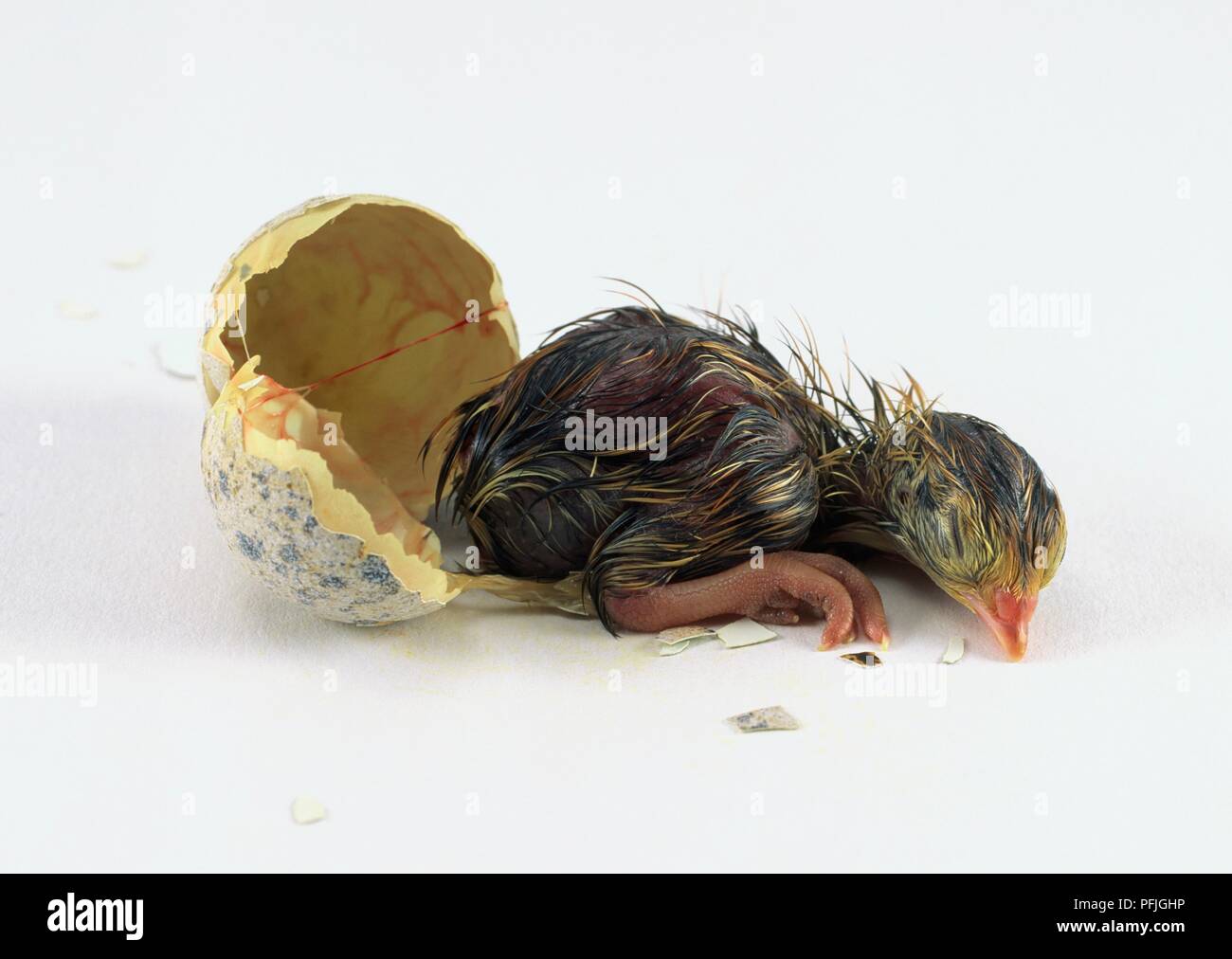 Japanese quail (Coturnix japonica) hatched from egg, side view Stock