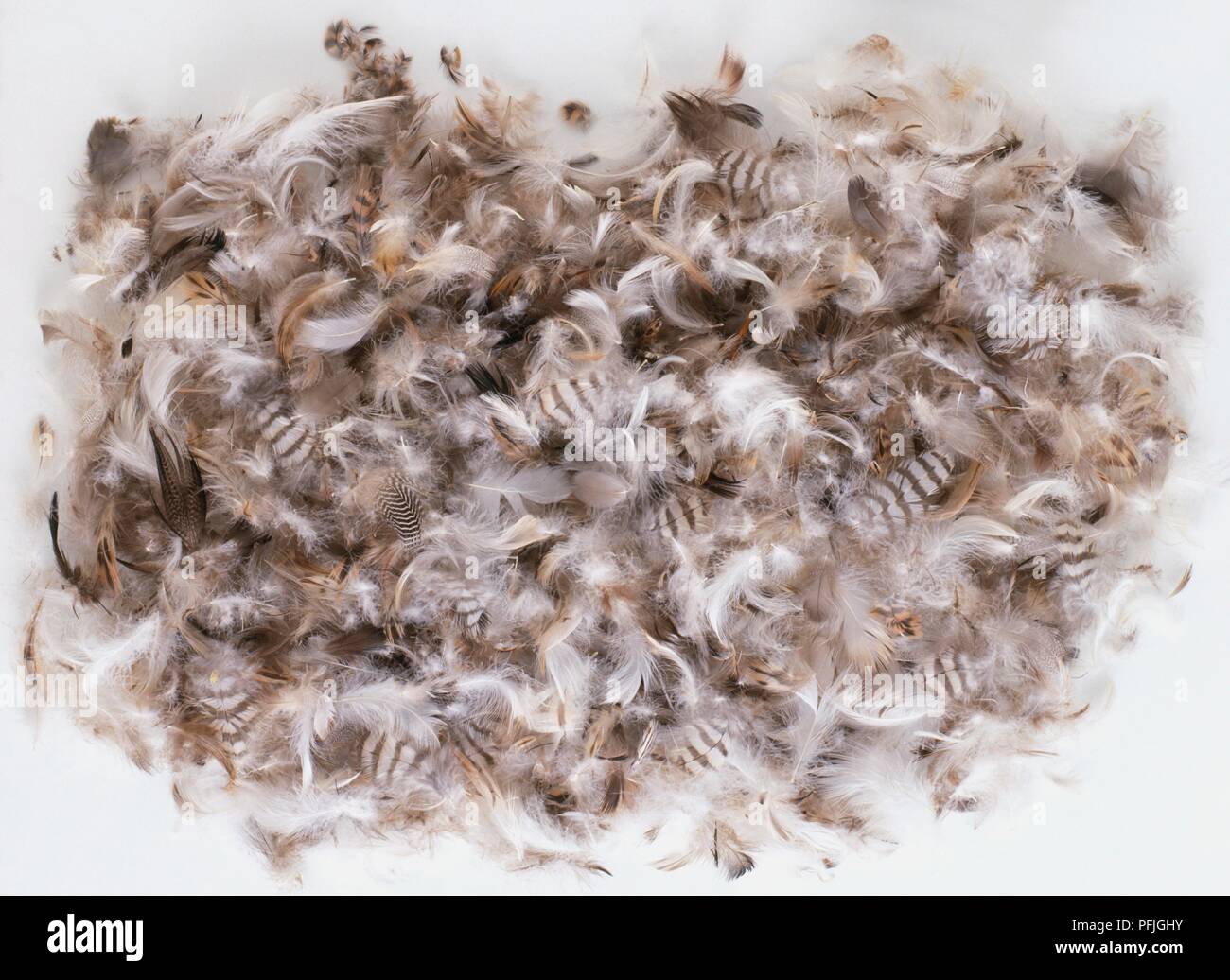 Pile of duck feathers Stock Photo Alamy