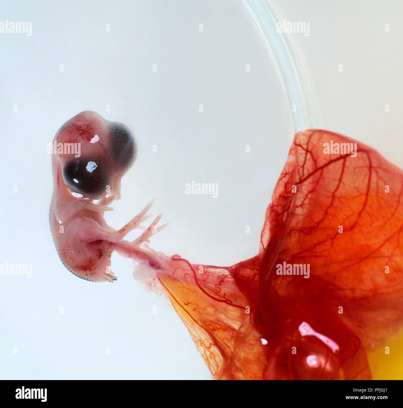 Bird embryo attached to yolk sac Stock Photo