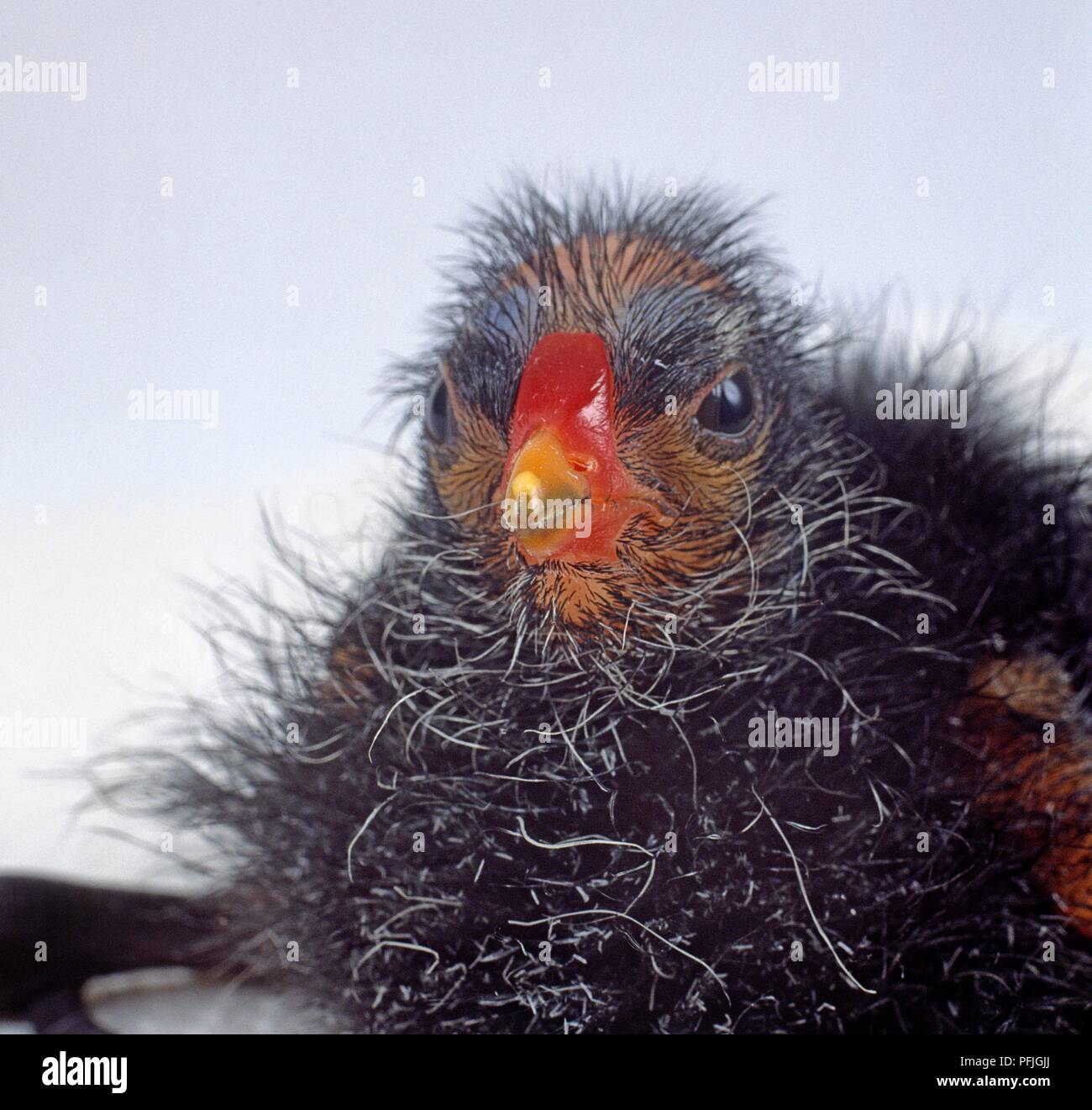 Front on foreground hi-res stock photography and images - Alamy