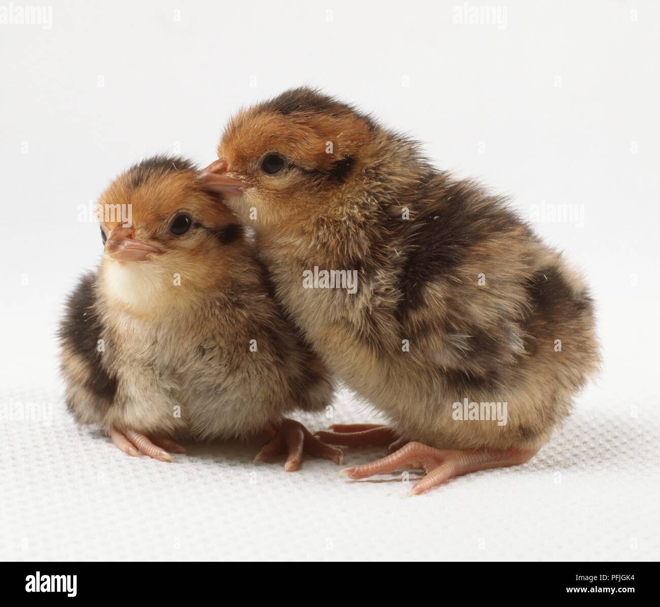 Golden pheasant (Chrysolophus pictus) chicks Stock Photo Alamy
