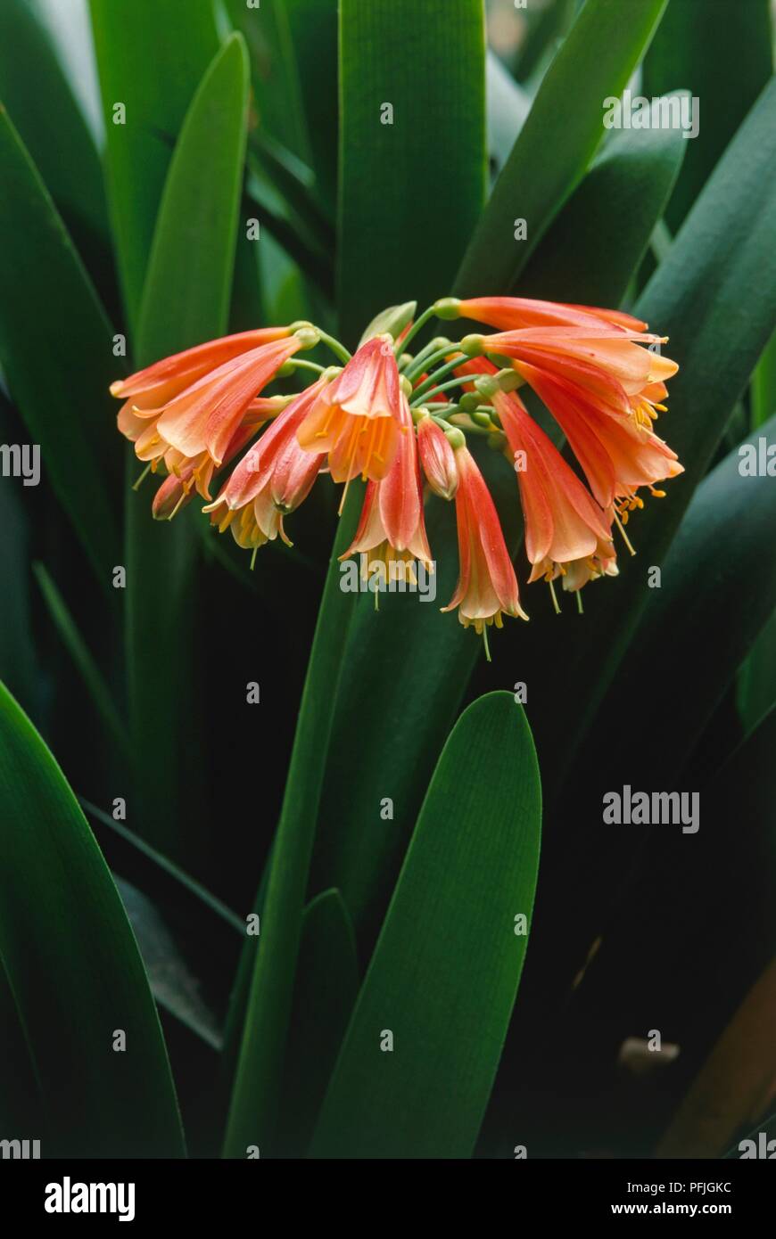 Clivia nobilis (Drooping clivia), plant with pendulous red flowers, close-up Stock Photo