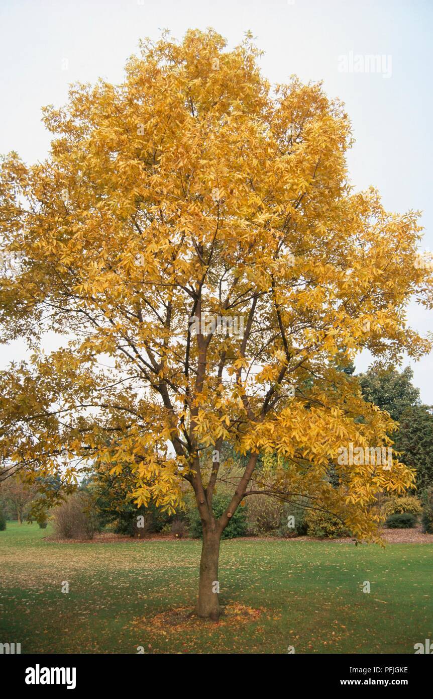 Carya Illinoensis (Pecan tree), tree with yellow leaves in park Stock Photo
